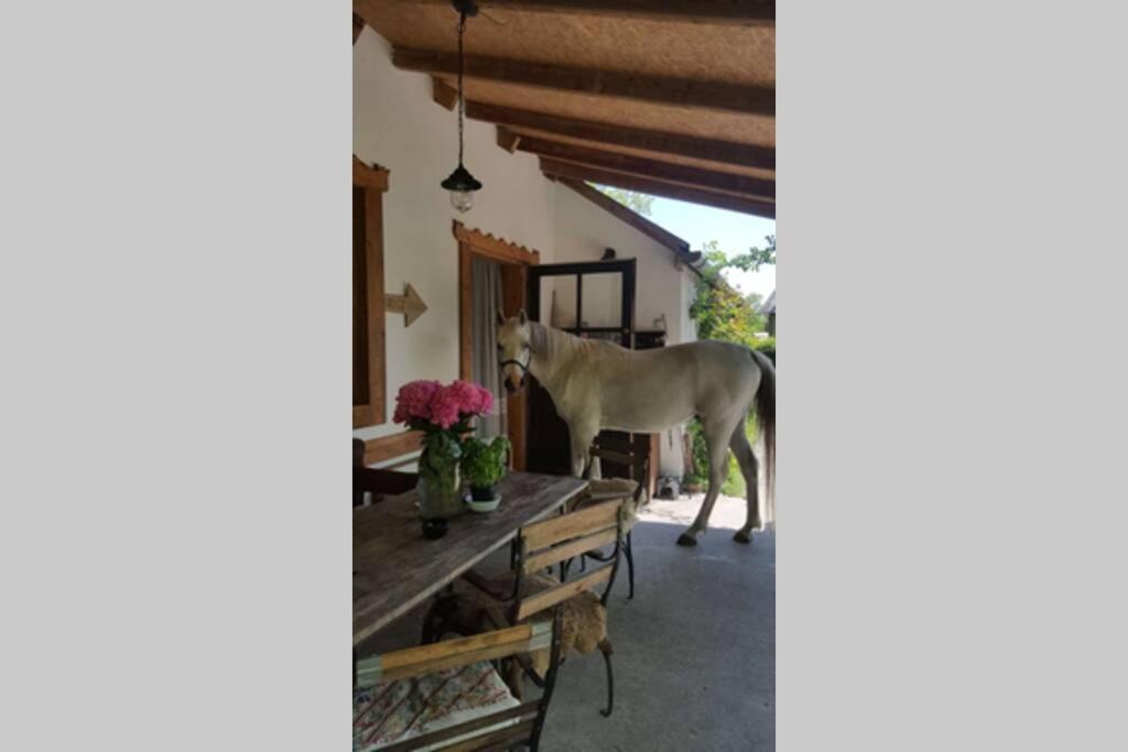 Igricz Farmhaz Pocsmegyer