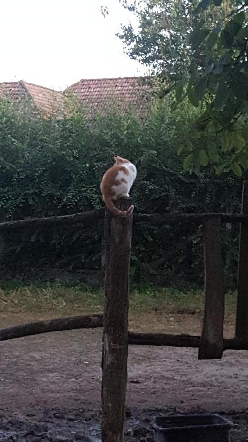 Igricz Farmhaz * Pocsmegyer